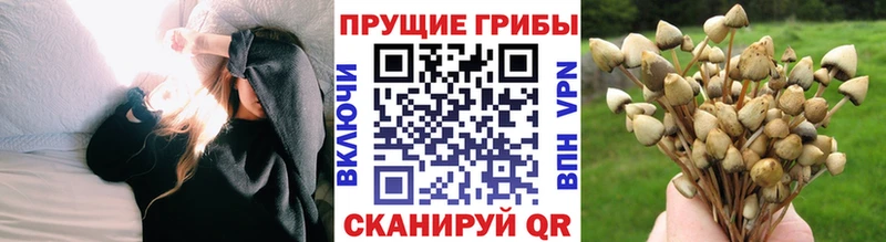 Купить где  Углич  Галлюциногенные грибы мицелий 